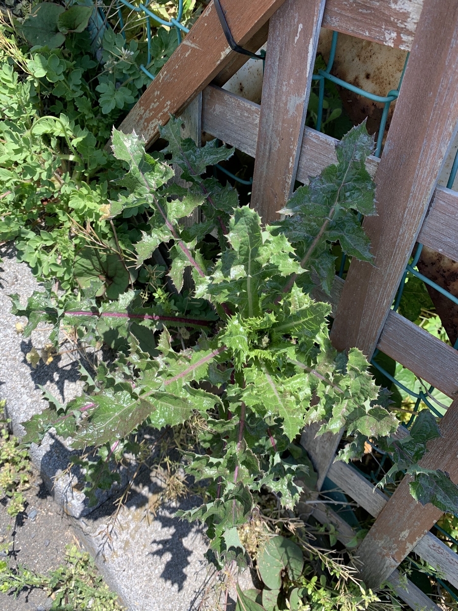 f:id:encyclopediaofweeds:20200411134438j:plain