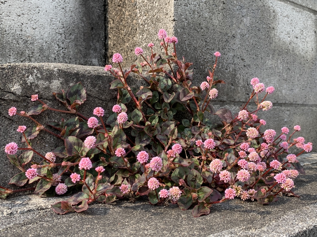 f:id:encyclopediaofweeds:20200417062659j:plain f:id:encyclopediaofweeds:20200417062659j:plain