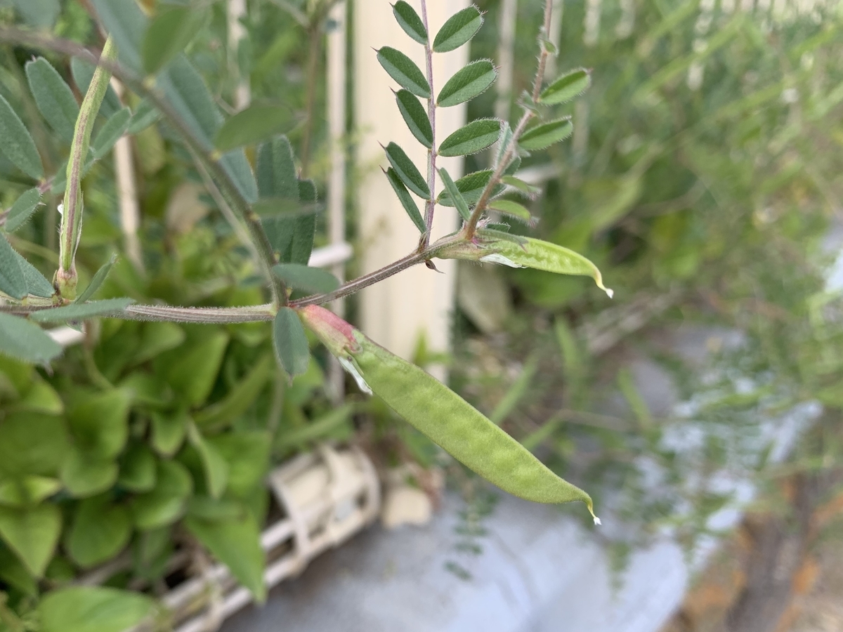 f:id:encyclopediaofweeds:20200417063413j:plain
