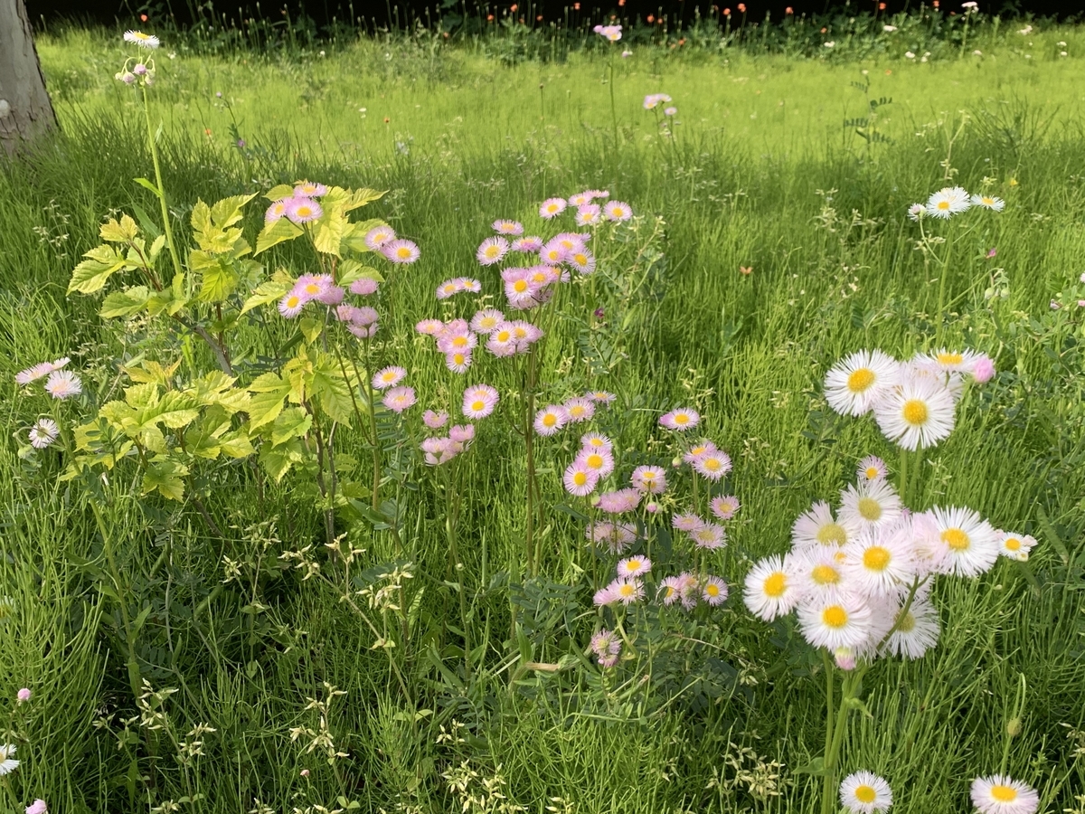 f:id:encyclopediaofweeds:20200417063634j:plain f:id:encyclopediaofweeds:20200417063634j:plain