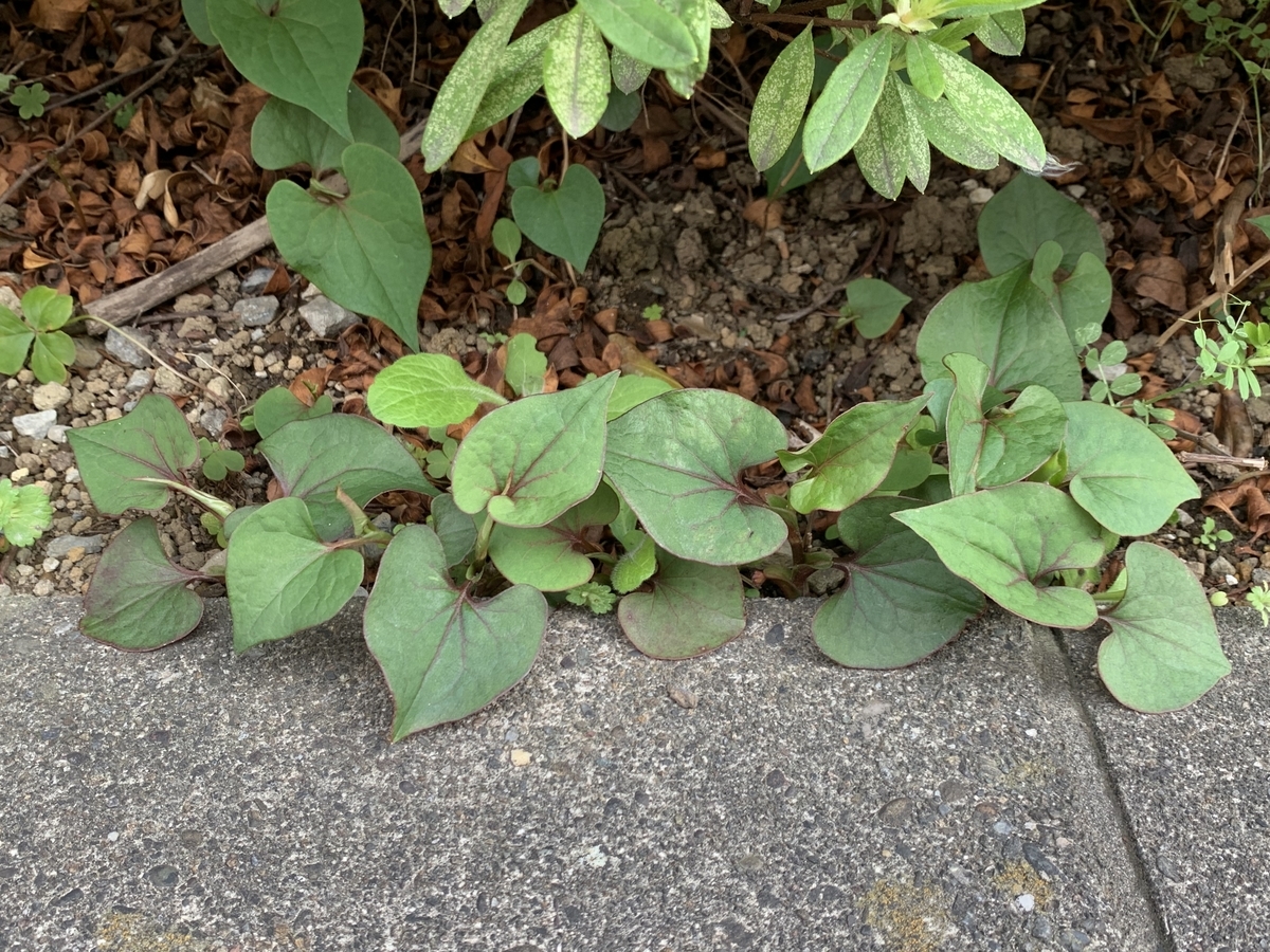 f:id:encyclopediaofweeds:20200417064020j:plain f:id:encyclopediaofweeds:20200417064020j:plain