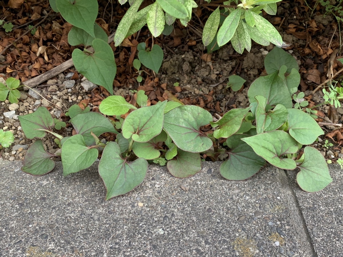 f:id:encyclopediaofweeds:20200417064020j:plain