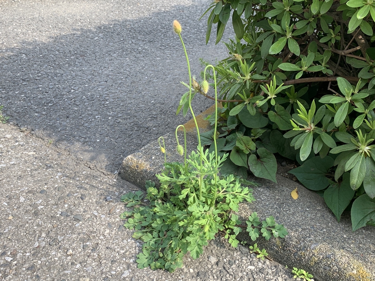 f:id:encyclopediaofweeds:20200417064126j:plain