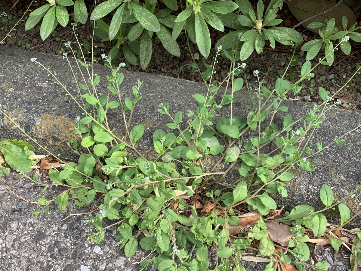 f:id:encyclopediaofweeds:20200417064440j:plain