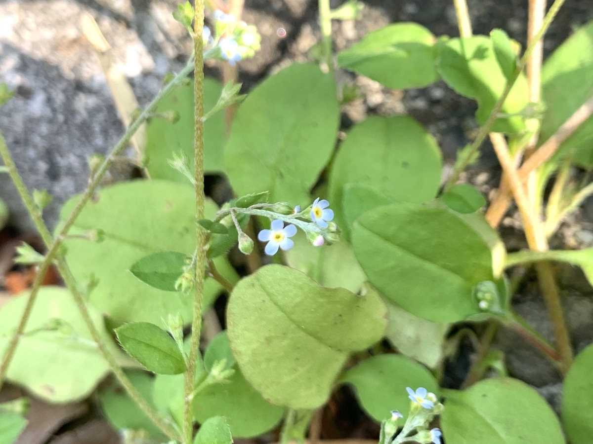 f:id:encyclopediaofweeds:20200417064444j:plain