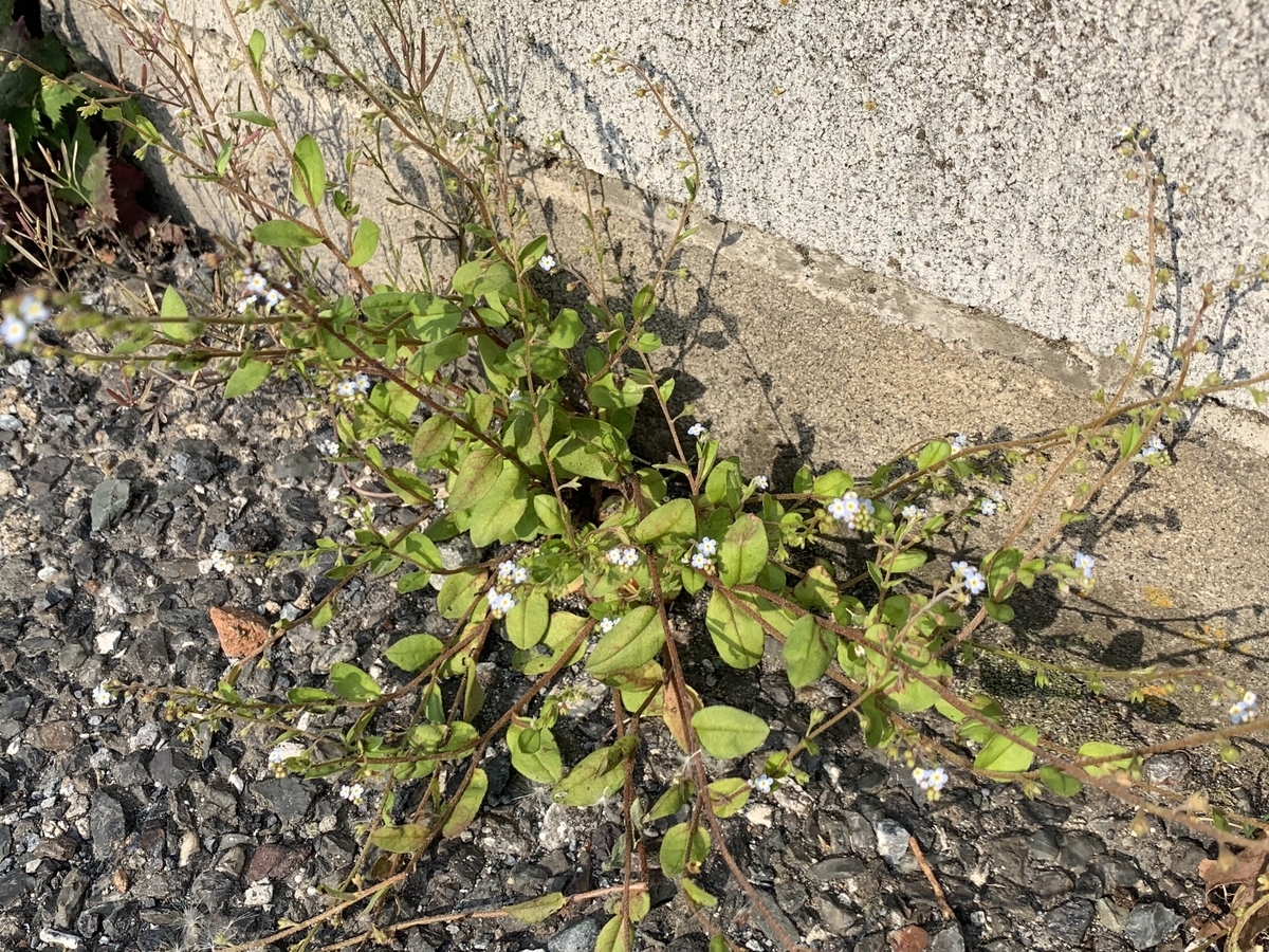 f:id:encyclopediaofweeds:20200417064459j:plain