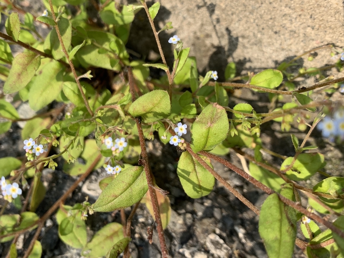 f:id:encyclopediaofweeds:20200417064505j:plain