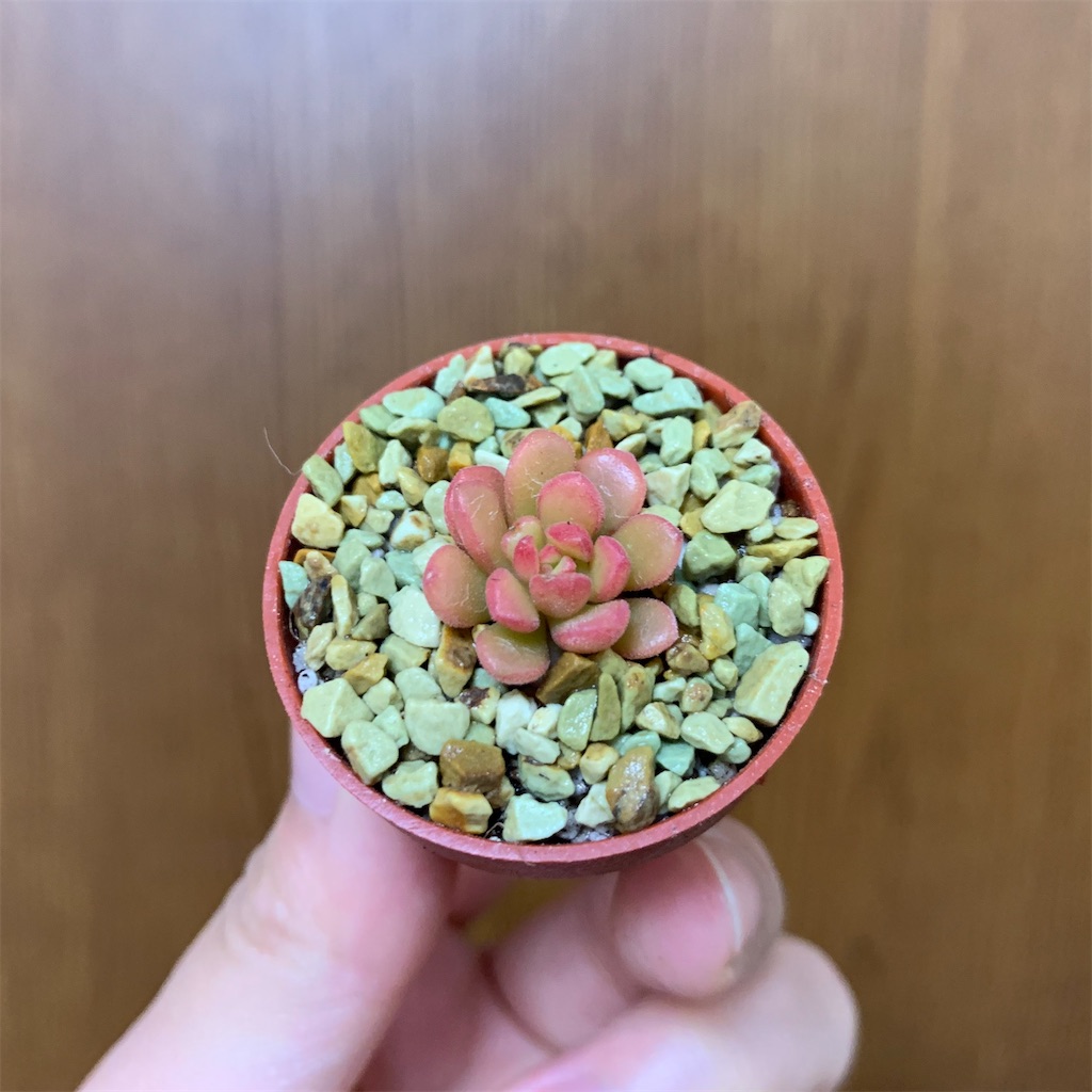 f:id:encyclopediaofweeds:20200417132910j:image
