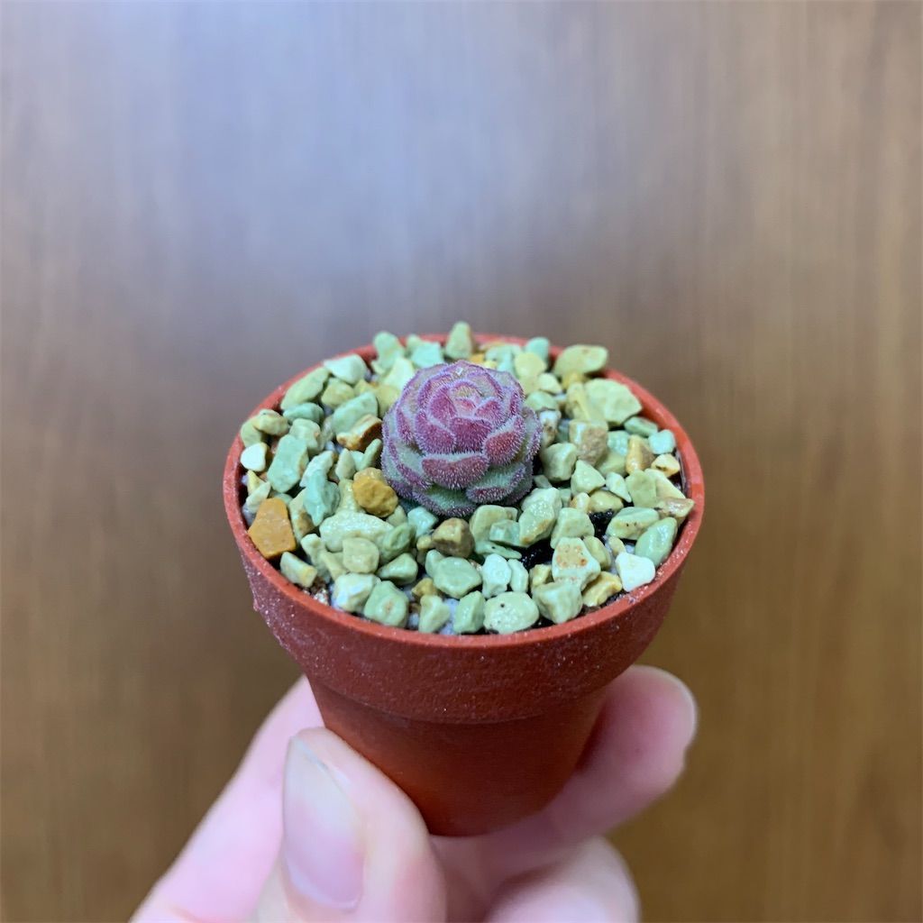 f:id:encyclopediaofweeds:20200417133003j:image