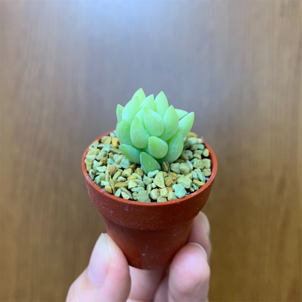 f:id:encyclopediaofweeds:20200417133037j:image
