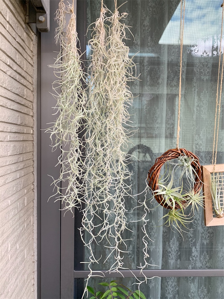 f:id:encyclopediaofweeds:20200419170209j:image