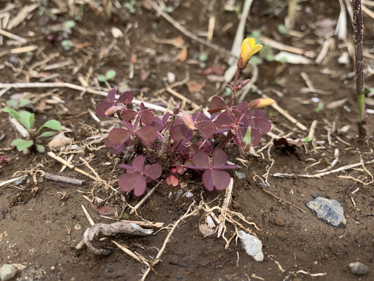 f:id:encyclopediaofweeds:20200421200800j:plain f:id:encyclopediaofweeds:20200421200800j:plain