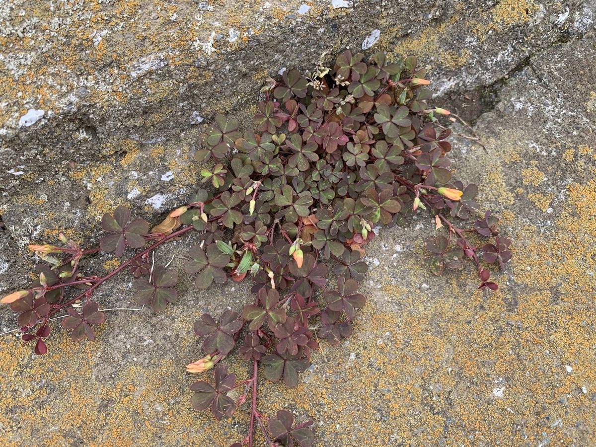 f:id:encyclopediaofweeds:20200421200809j:plain f:id:encyclopediaofweeds:20200421200809j:plain