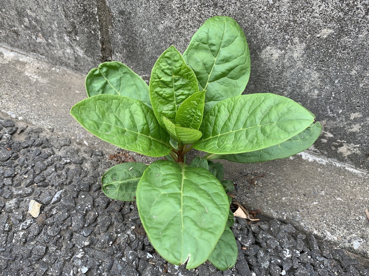 f:id:encyclopediaofweeds:20200421204416j:plain f:id:encyclopediaofweeds:20200421204416j:plain