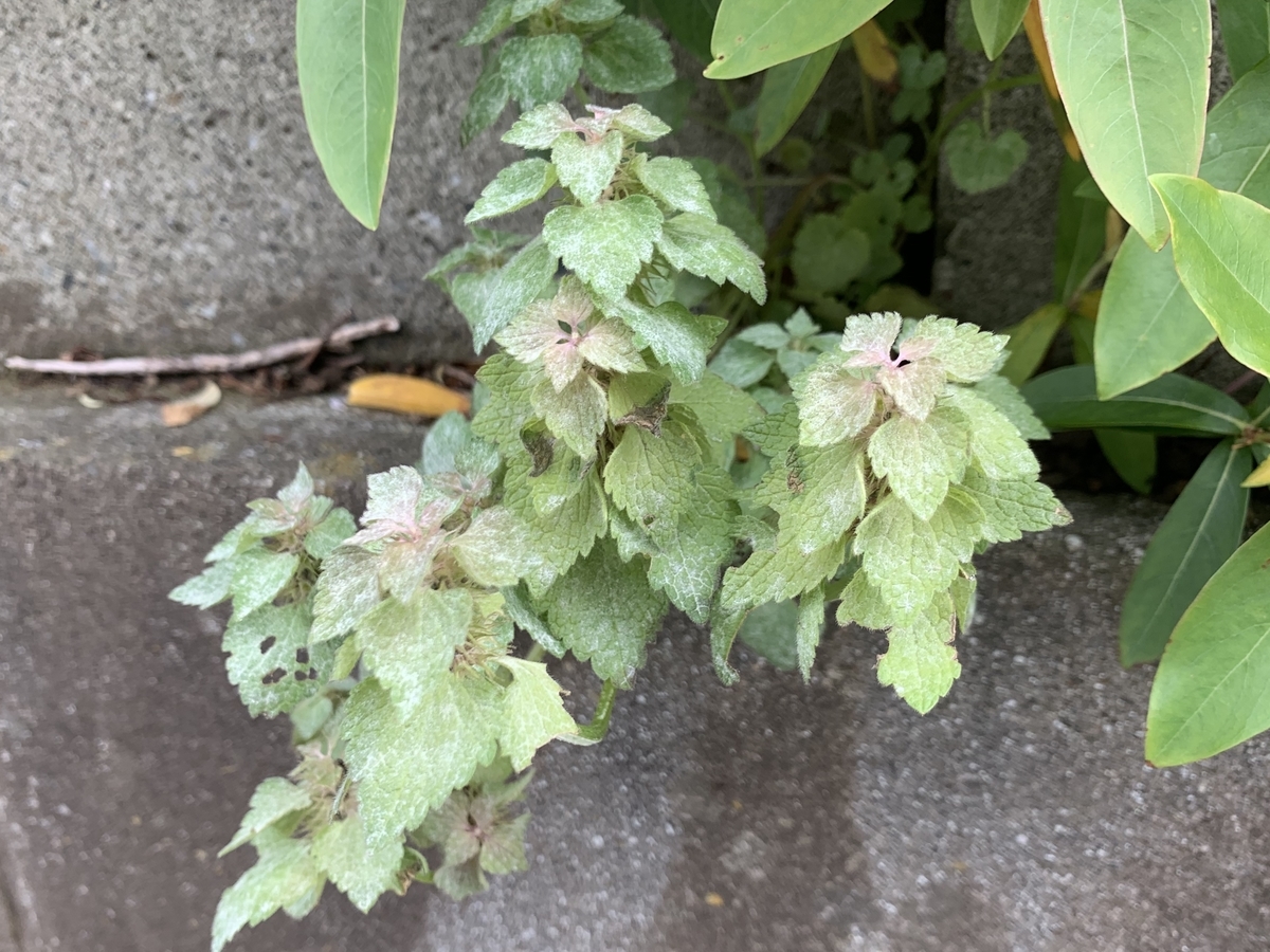 f:id:encyclopediaofweeds:20200421205410j:plain