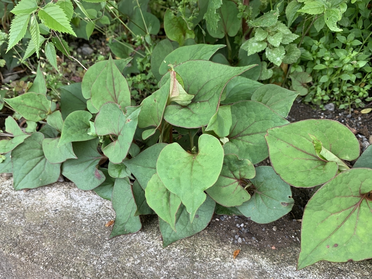 f:id:encyclopediaofweeds:20200421210302j:plain f:id:encyclopediaofweeds:20200421210302j:plain