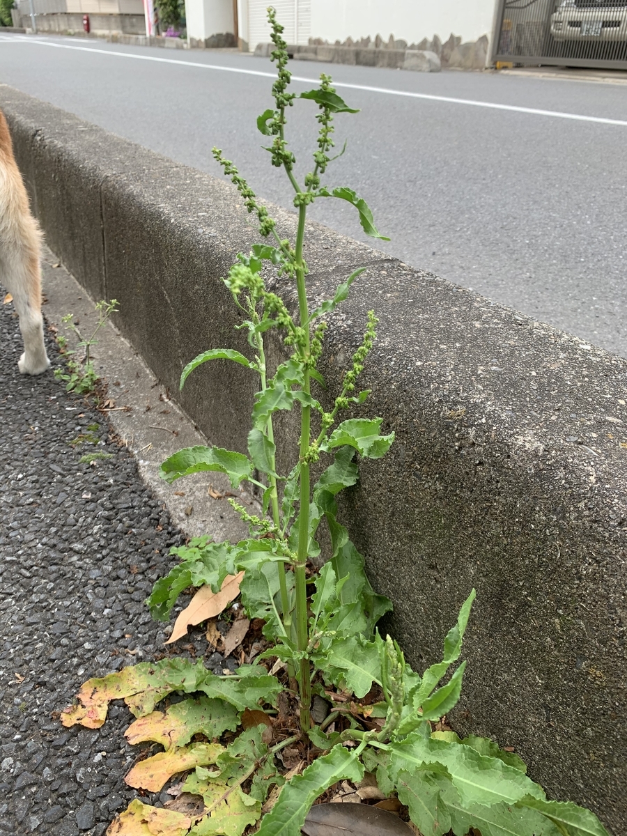 ギシギシ 愛すべき雑草たち ギシギシ 愛すべき雑草たち