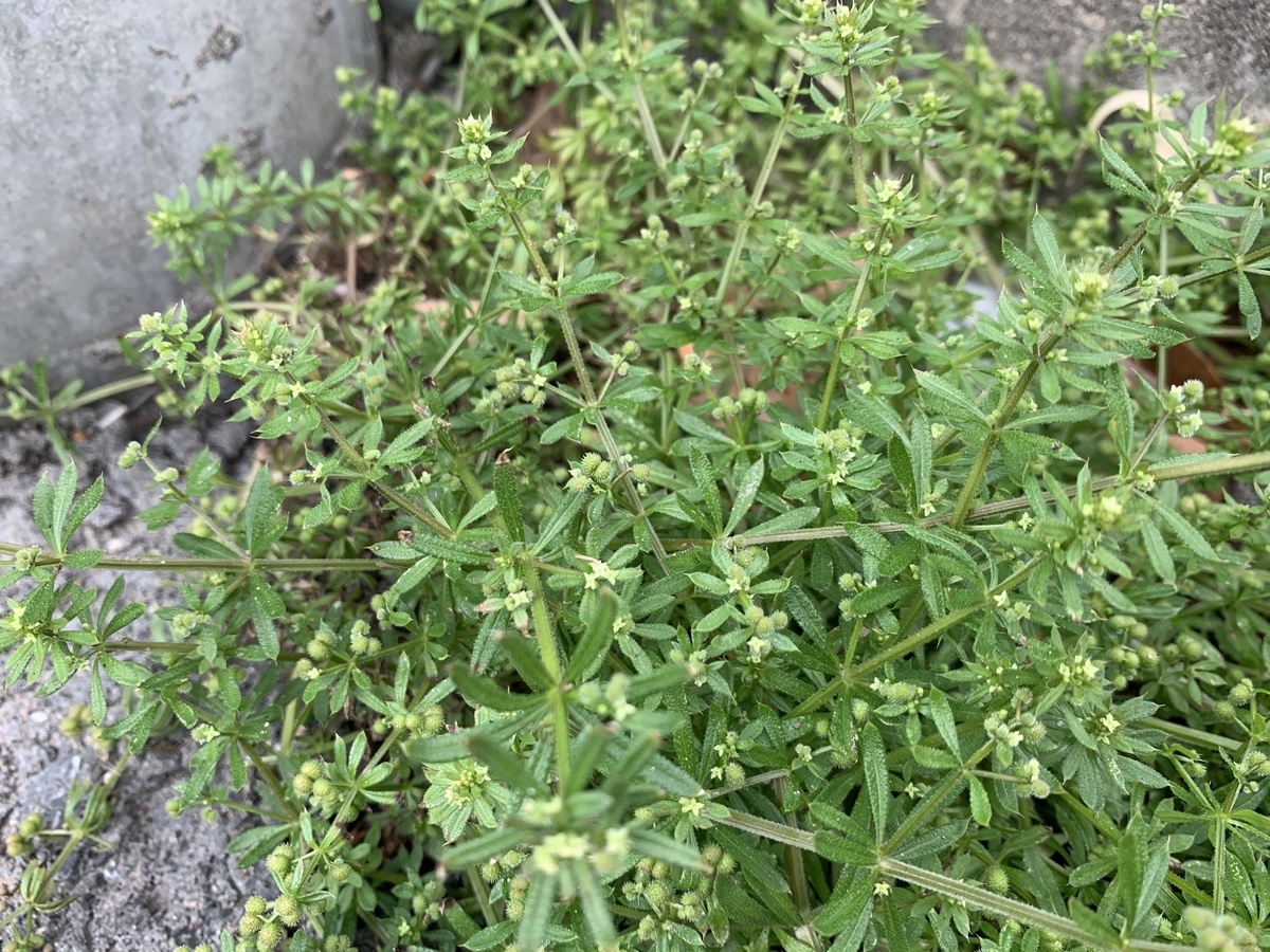 f:id:encyclopediaofweeds:20200421211154j:plain