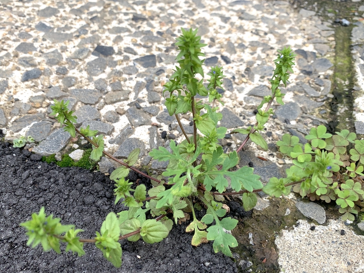 f:id:encyclopediaofweeds:20200421211318j:plain