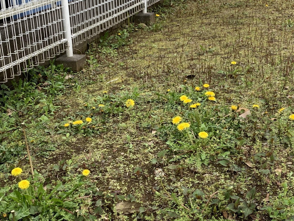 f:id:encyclopediaofweeds:20200421211609j:plain f:id:encyclopediaofweeds:20200421211609j:plain