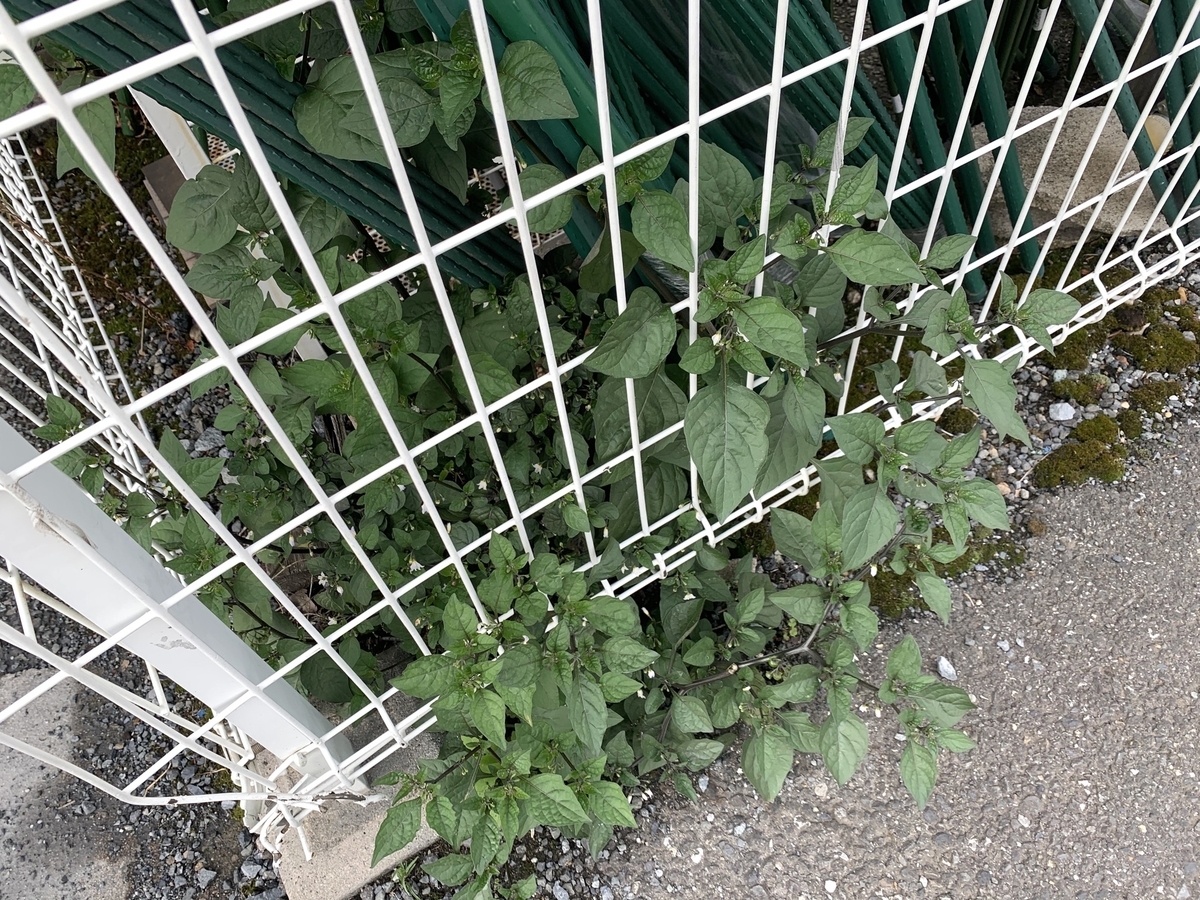 f:id:encyclopediaofweeds:20200421211723j:plain