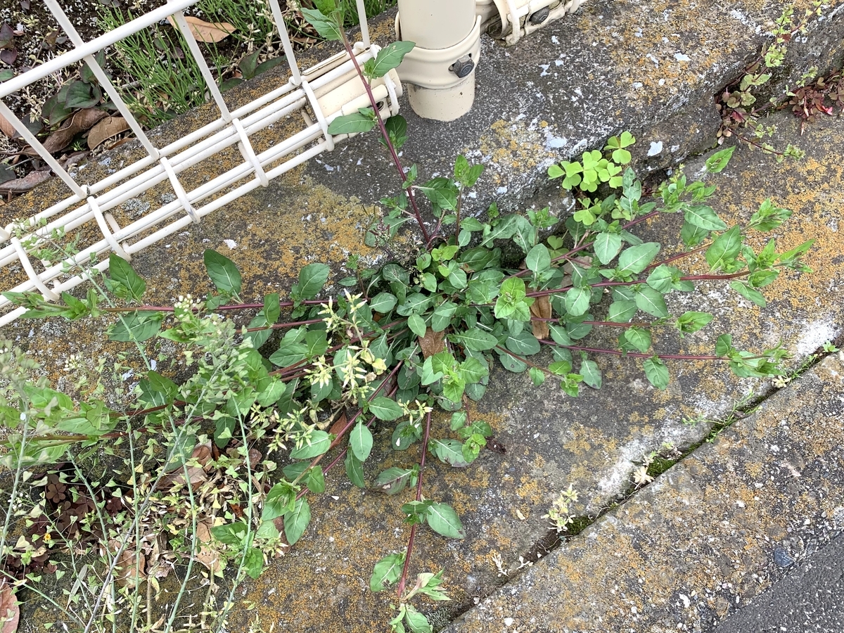 f:id:encyclopediaofweeds:20200421212000j:plain