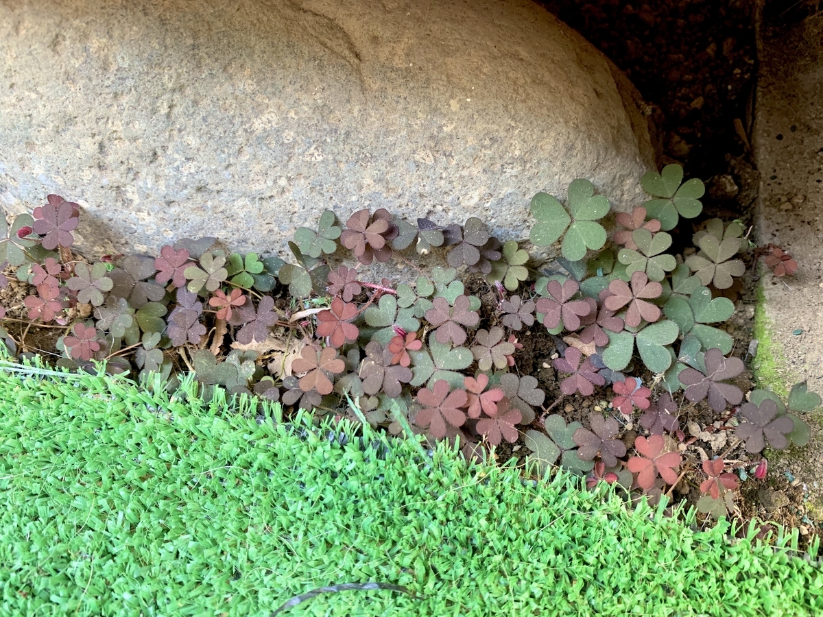 f:id:encyclopediaofweeds:20200422232639j:plain f:id:encyclopediaofweeds:20200422232639j:plain