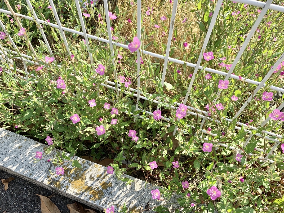 f:id:encyclopediaofweeds:20200422234451j:plain
