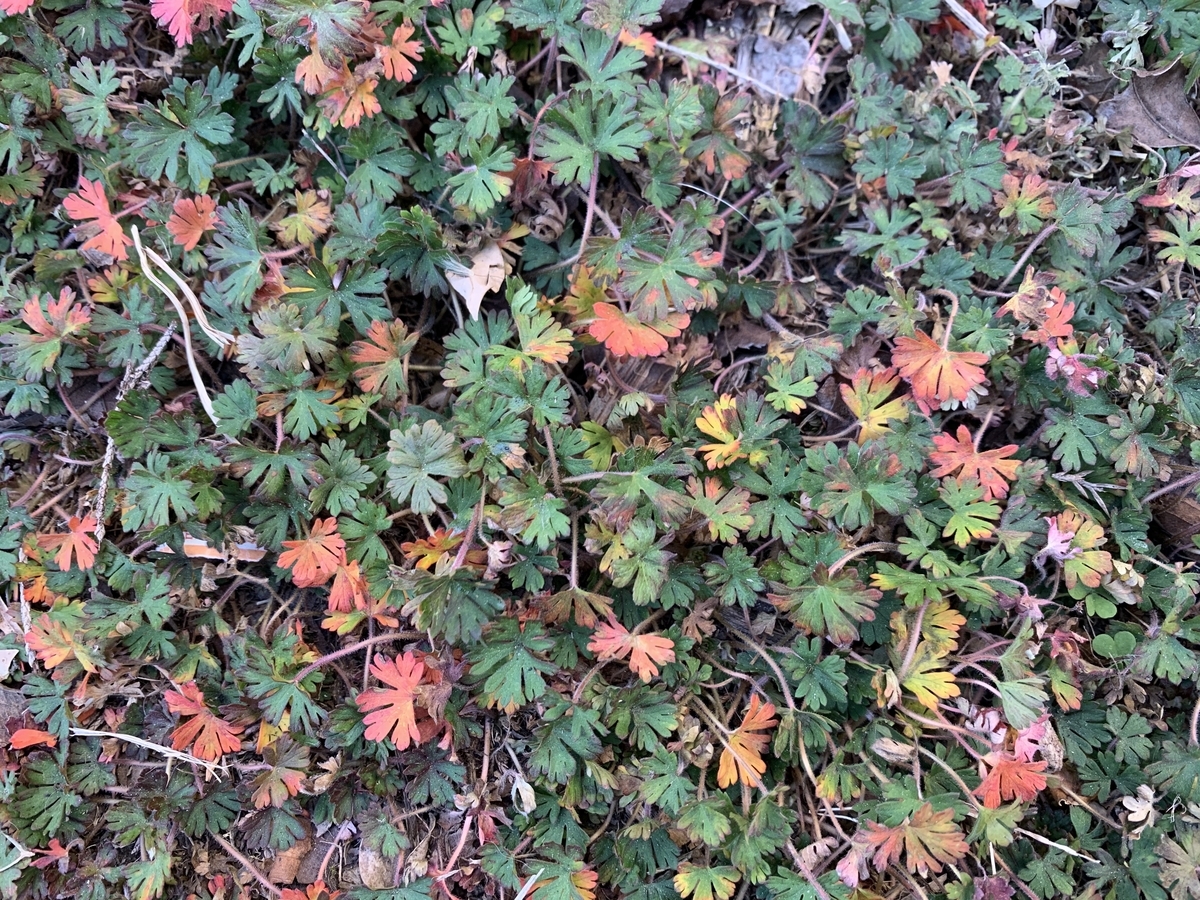f:id:encyclopediaofweeds:20200423000927j:plain