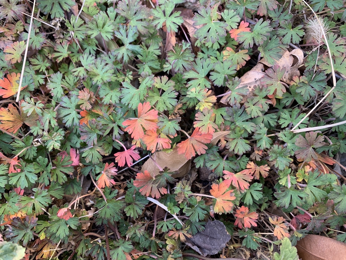 f:id:encyclopediaofweeds:20200423000941j:plain
