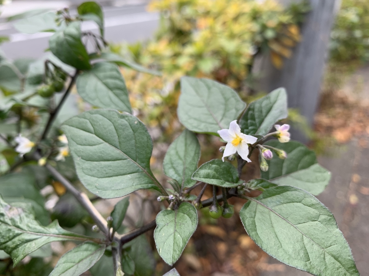 f:id:encyclopediaofweeds:20200423001610j:plain