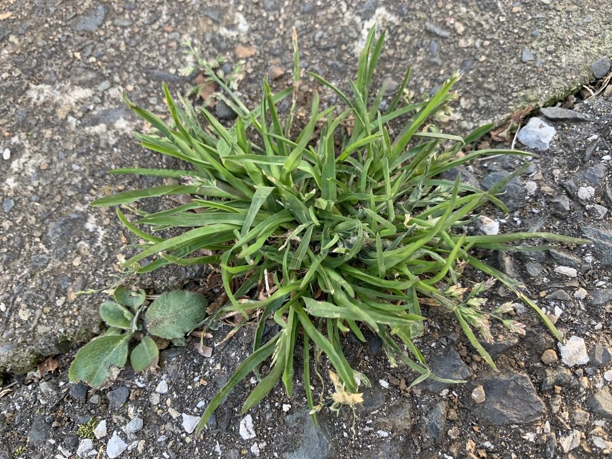 f:id:encyclopediaofweeds:20200423001817j:plain f:id:encyclopediaofweeds:20200423001817j:plain