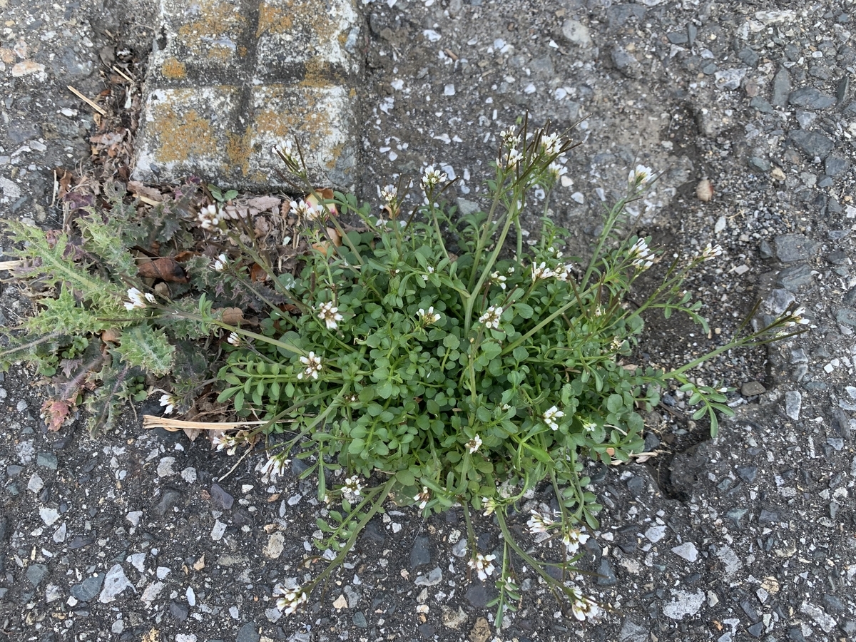 f:id:encyclopediaofweeds:20200423002459j:plain