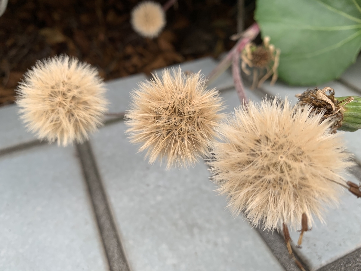 f:id:encyclopediaofweeds:20200423003907j:plain