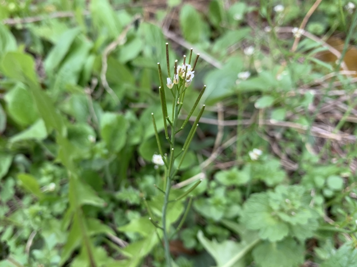 f:id:encyclopediaofweeds:20200423004512j:plain