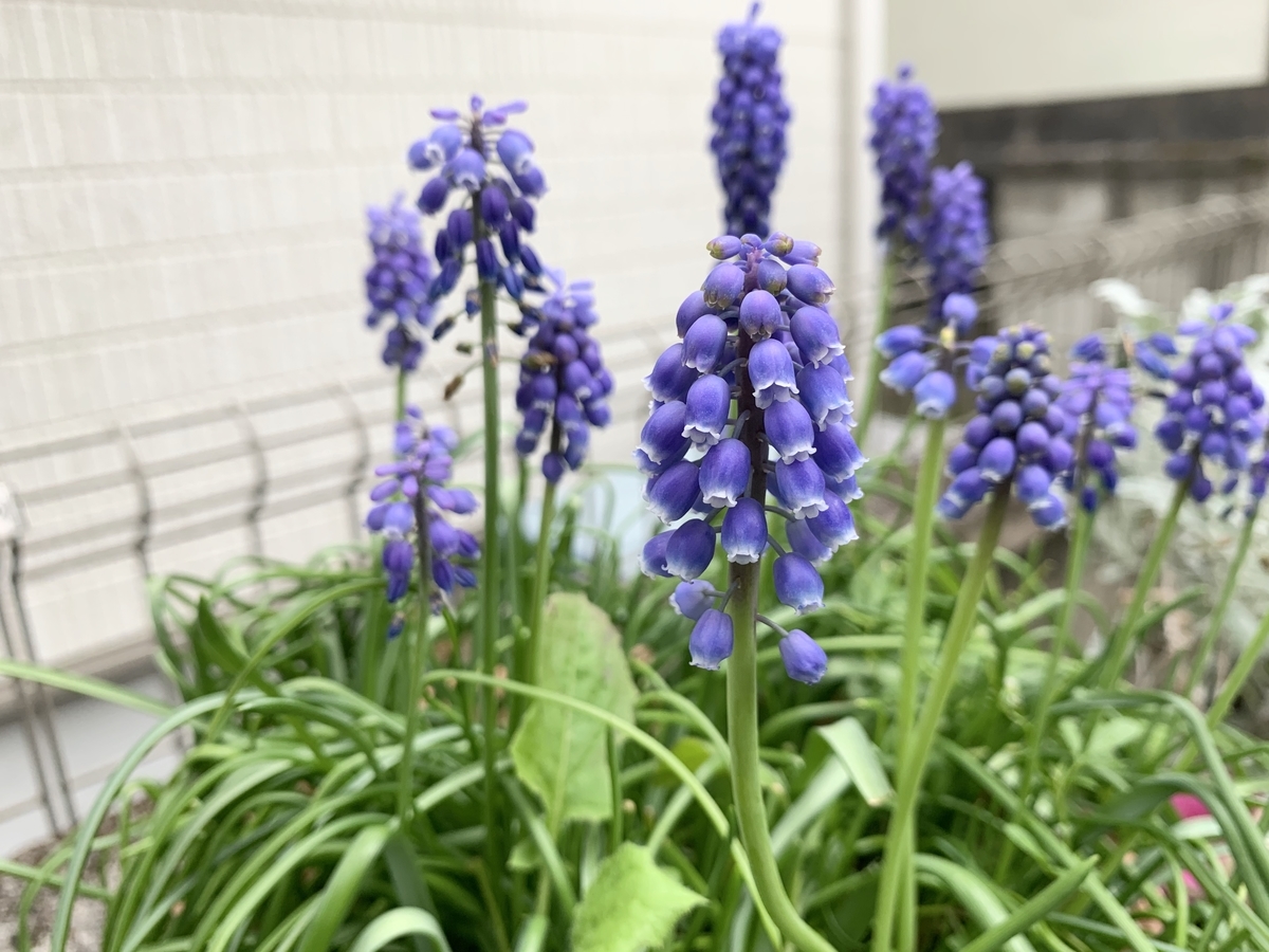 f:id:encyclopediaofweeds:20200423005211j:plain