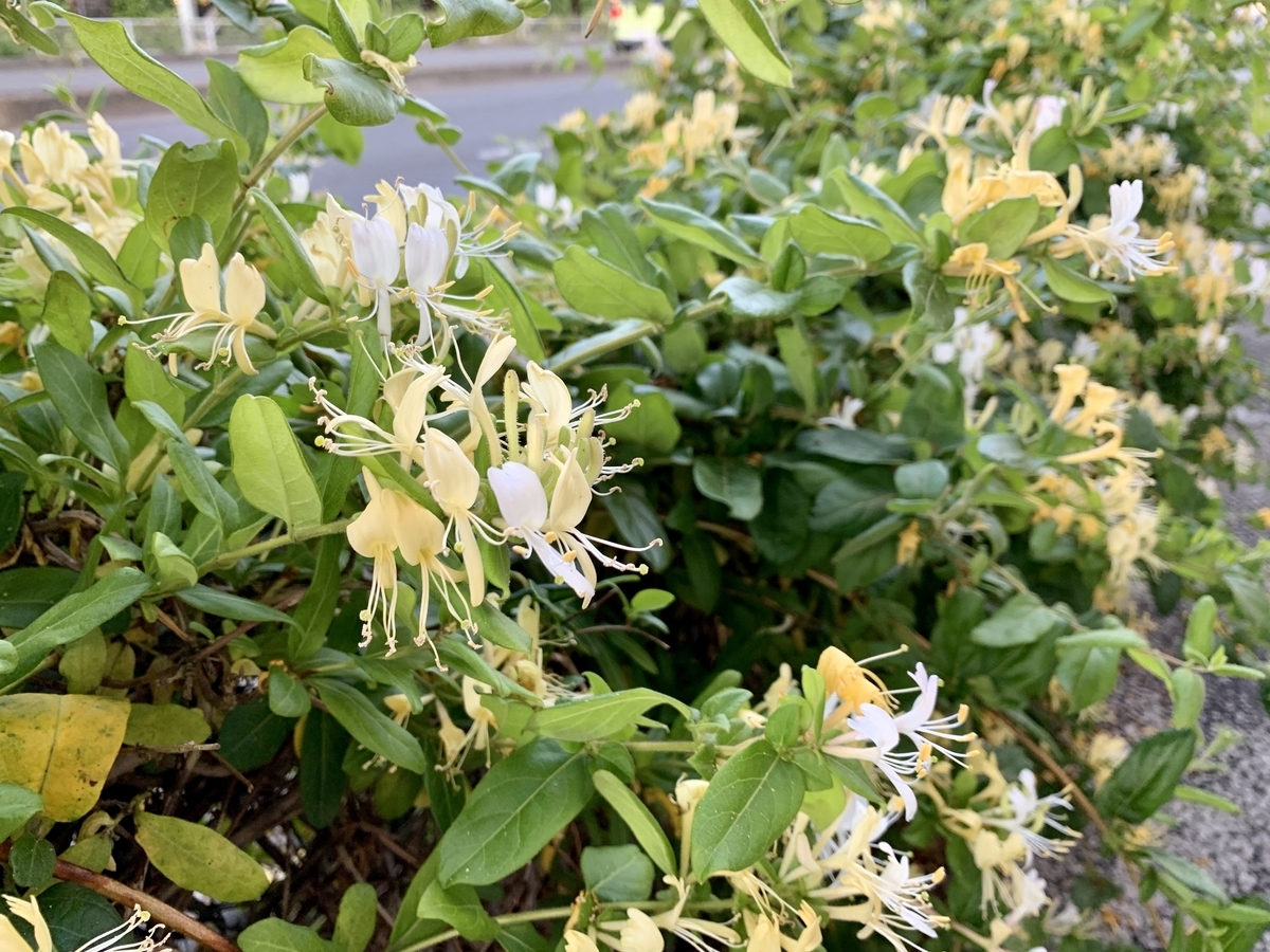 スイカズラ 愛すべき雑草たち