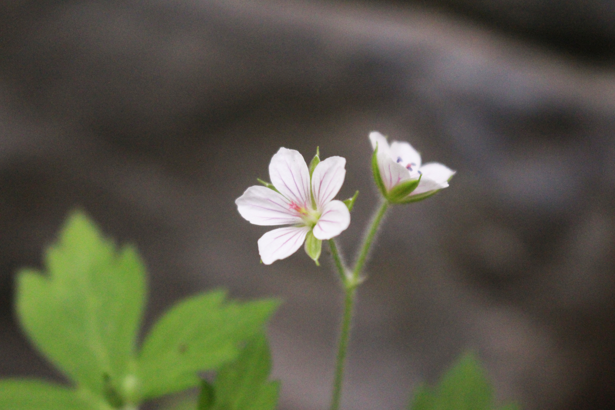 f:id:encyclopediaofweeds:20200423013814j:plain