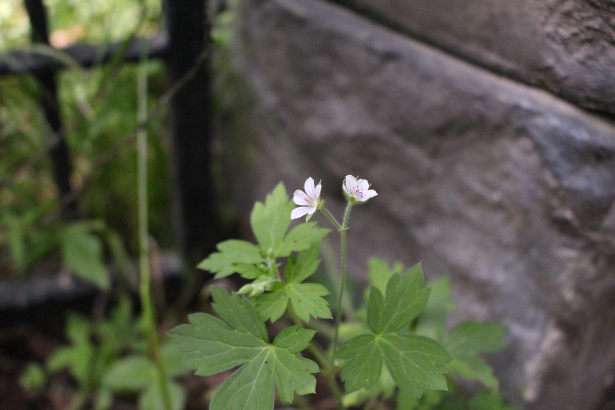 f:id:encyclopediaofweeds:20200423013833j:plain