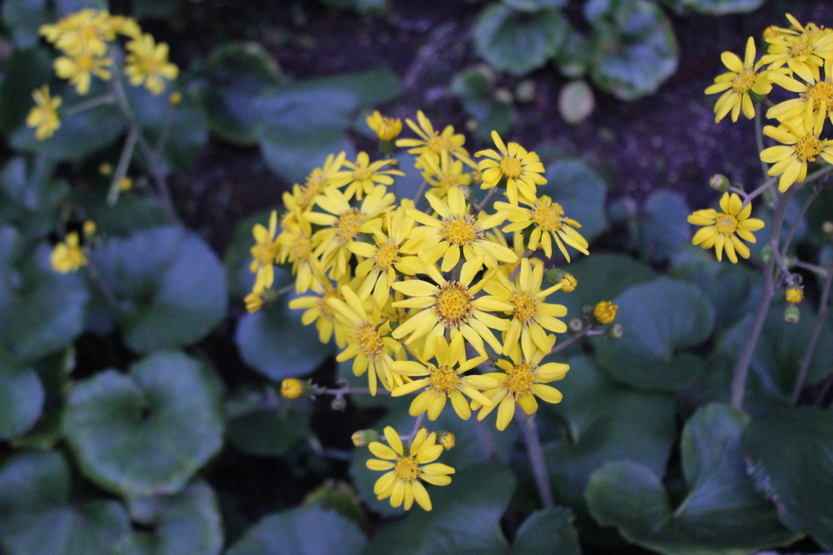 f:id:encyclopediaofweeds:20200423022559j:plain