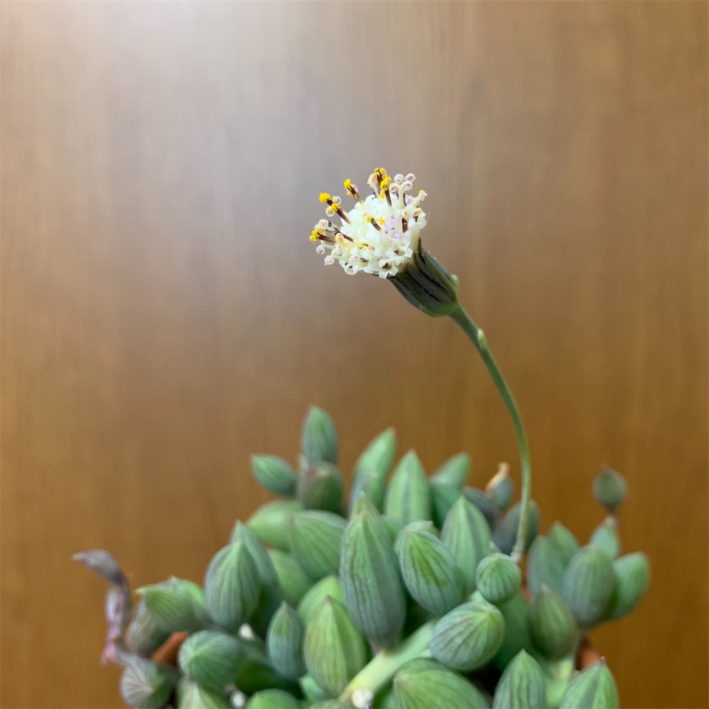 f:id:encyclopediaofweeds:20200423121146j:image