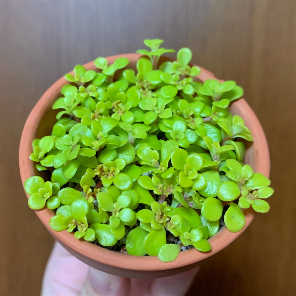 f:id:encyclopediaofweeds:20200425194326j:image