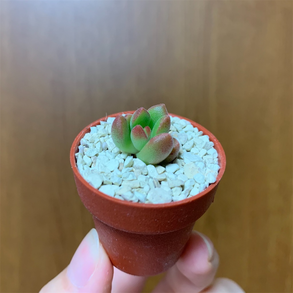 f:id:encyclopediaofweeds:20200425194627j:image