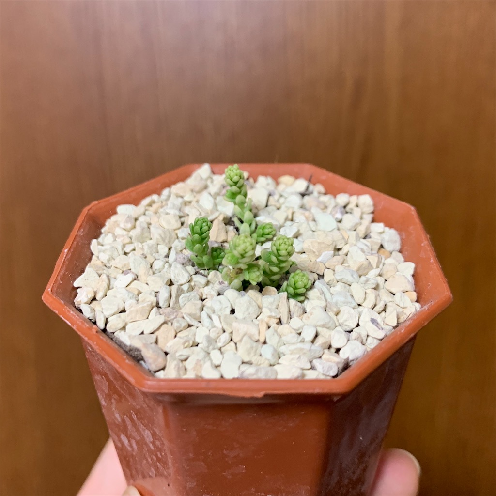 f:id:encyclopediaofweeds:20200426194732j:image