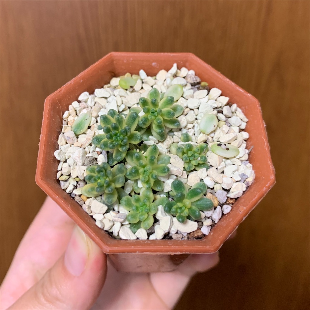 f:id:encyclopediaofweeds:20200426195037j:image