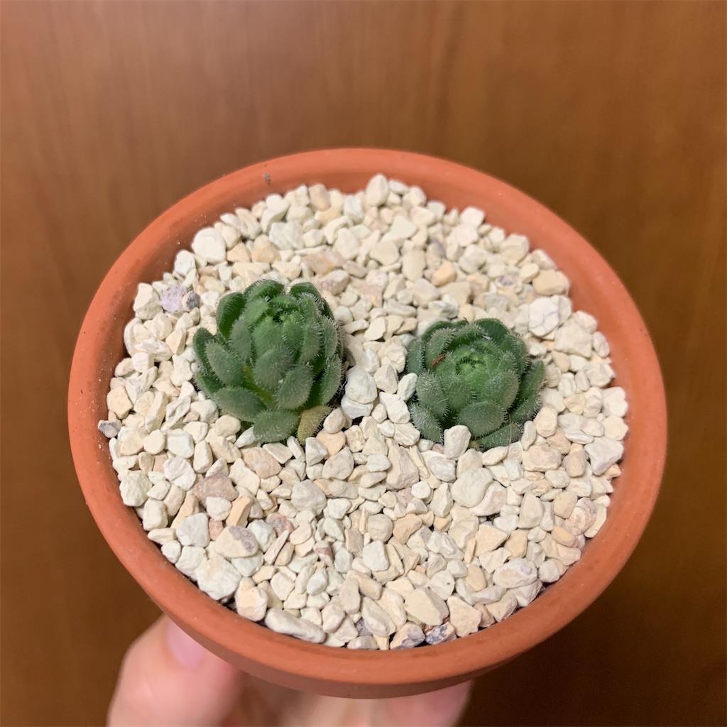 f:id:encyclopediaofweeds:20200426195137j:image