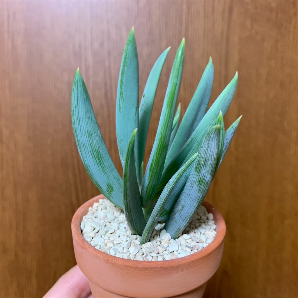 f:id:encyclopediaofweeds:20200428163412j:image