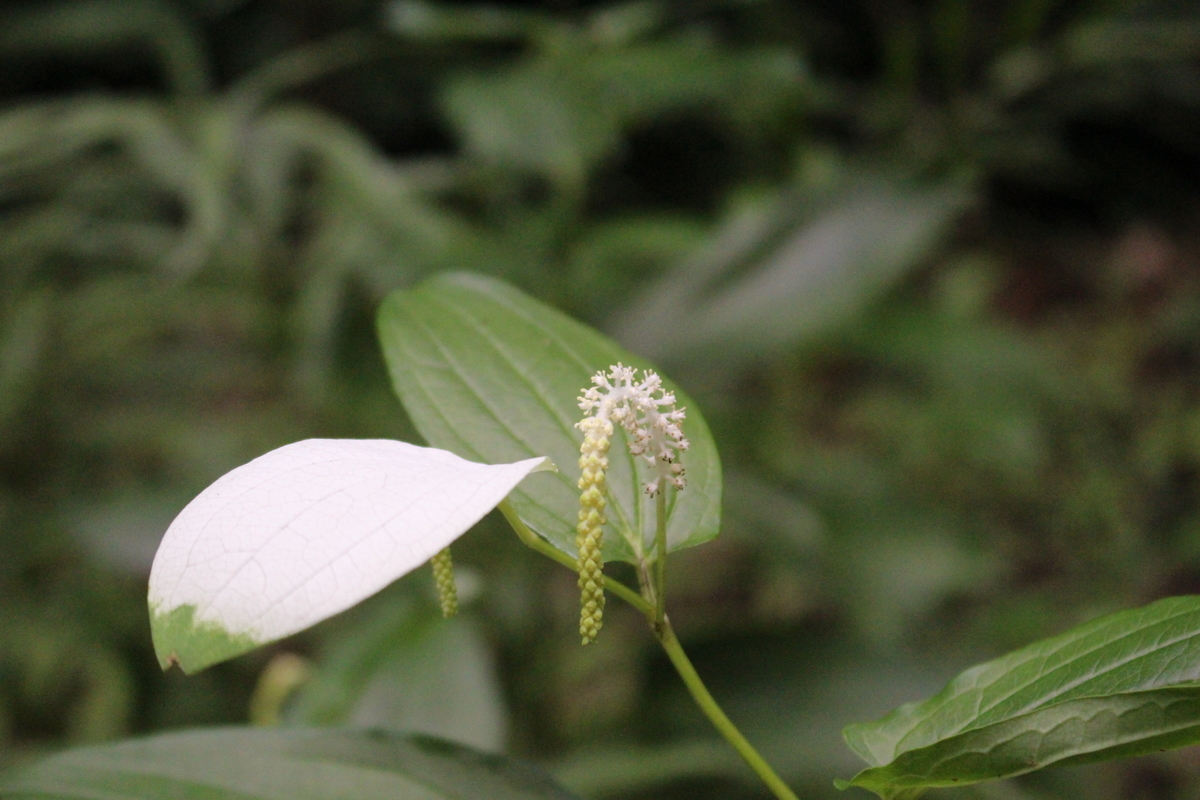 f:id:encyclopediaofweeds:20200502223508j:plain