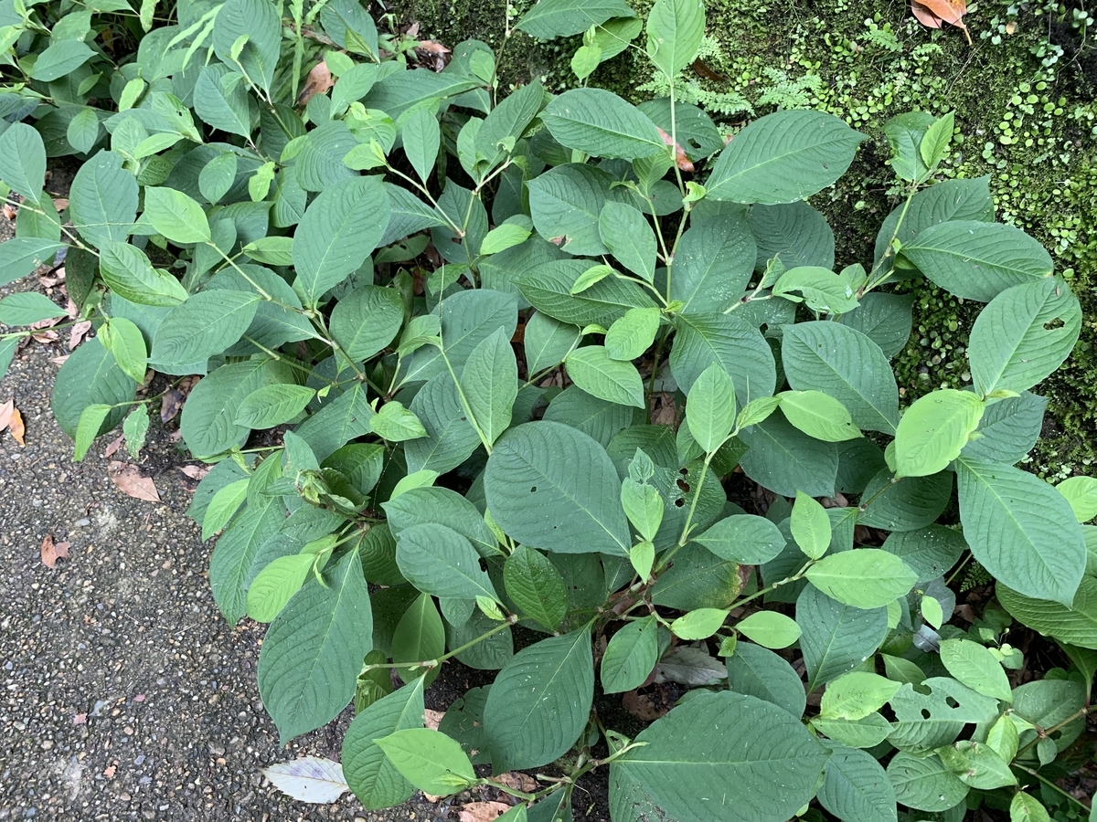 f:id:encyclopediaofweeds:20200502224546j:plain