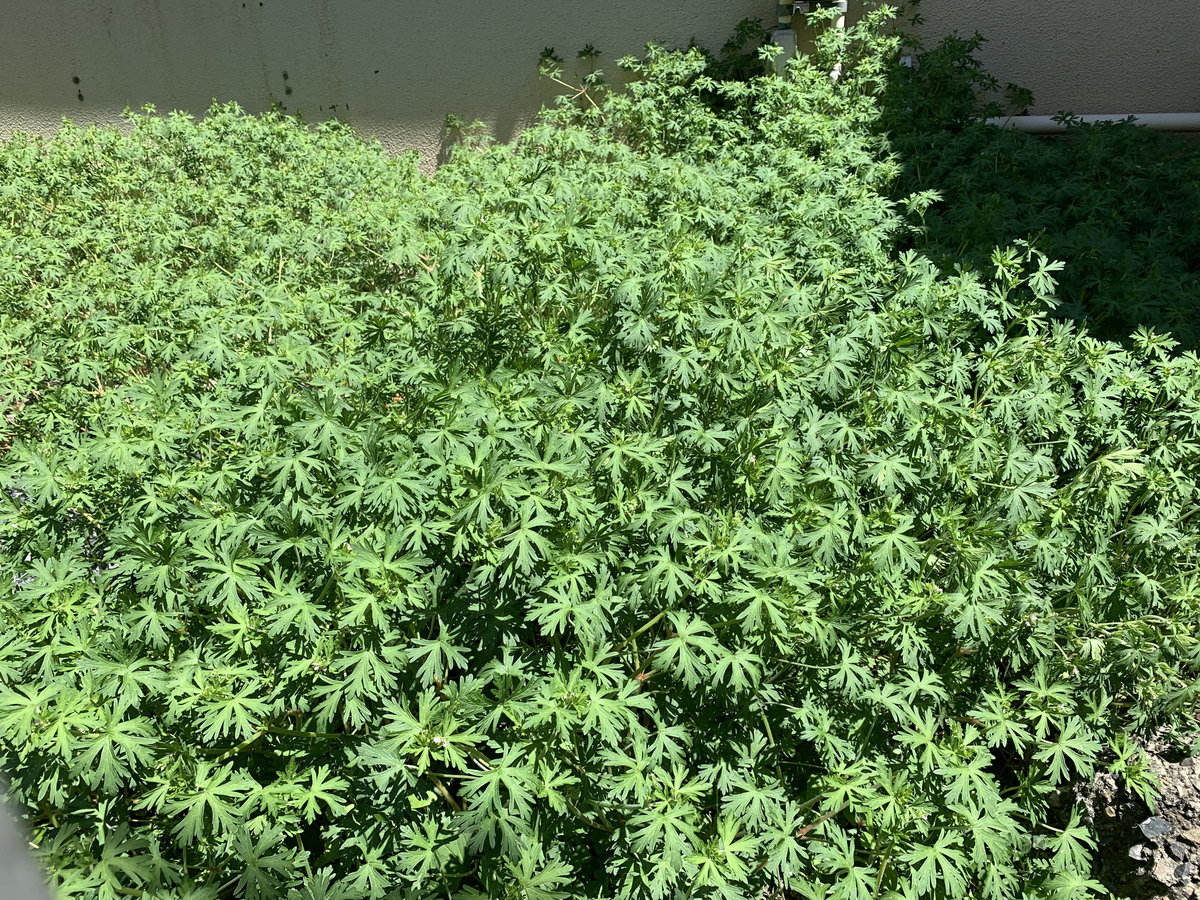 f:id:encyclopediaofweeds:20200502231507j:plain
